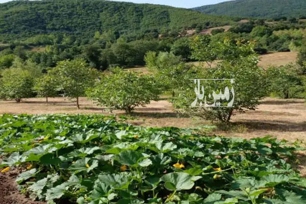 زمین در لیاول علیا درفضای عالی قابل استفاده بعنوان باغچه - تصویر 4