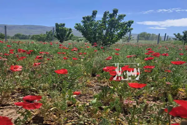 ۶۱۵ متر باغ فروشی گیلاس واقع در شهر توریستی هیر - تصویر 2