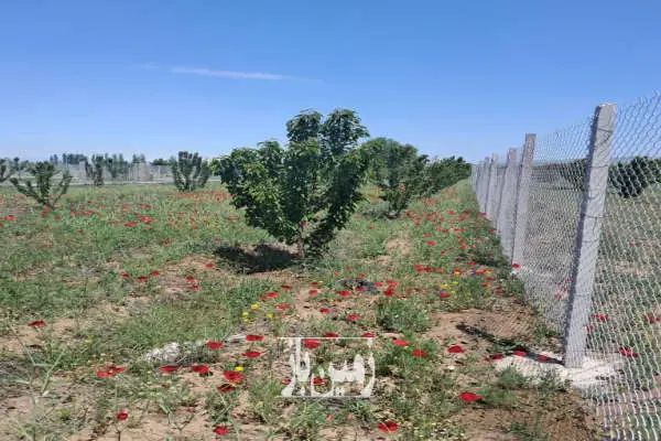 ۶۱۵ متر باغ فروشی گیلاس واقع در شهر توریستی هیر - تصویر 3