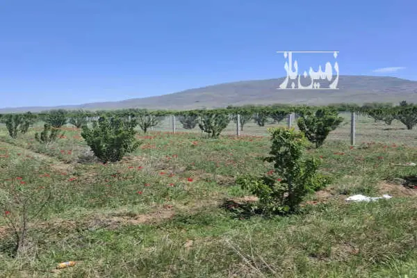 ۶۱۵ متر باغ فروشی گیلاس واقع در شهر توریستی هیر - تصویر 4