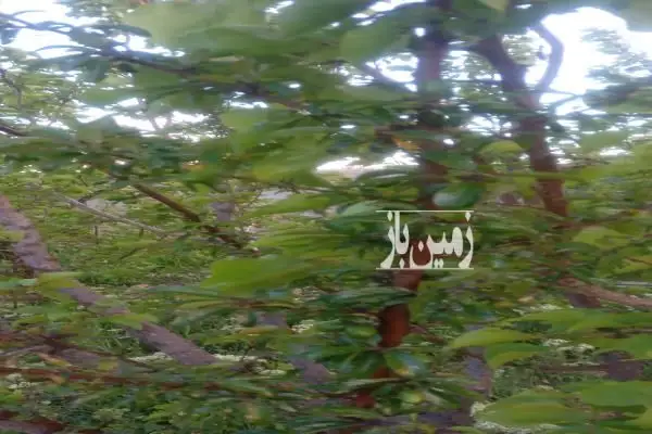 ۱۵۰۰ زمین و باغ داری حدودا ۱۰۰ درخت بارده واستخر هزار لیتری - تصویر 4