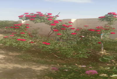 ۱۵۰۰ زمین و باغ داری حدودا ۱۰۰ درخت بارده واستخر هزار لیتری