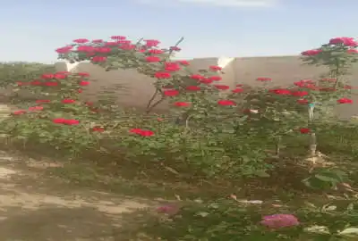 ۱۵۰۰ زمین و باغ داری حدودا ۱۰۰ درخت بارده واستخر هزار لیتری