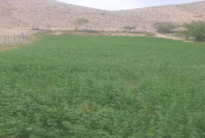 زمین کشاورزی دارای سند در روستای طارس