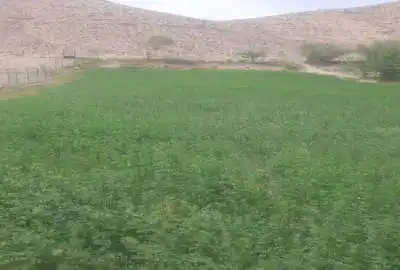 زمین کشاورزی دارای سند در روستای طارس