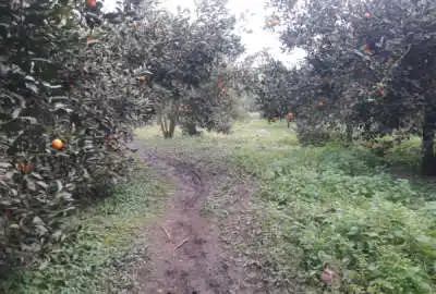 زمین باغی مسطح وصل جاده و رودخانه محلی و نزدیک جاده اصلی