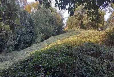 فروش باغ چای گیلان کومله لیسه رود ۲۰۸۰ متر