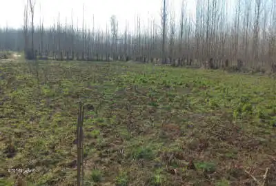 زمین باغات ۵۰۰ متر صومعه سرا کسما جیر محله