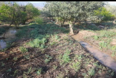 فروش باغ زیتون و انار در طارم روستای دستجرده ۳ هکتار