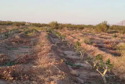 باغ پسته فروشی به همراه ۴۶ ساعت آب از مدار ۱۲ شبانه روزی