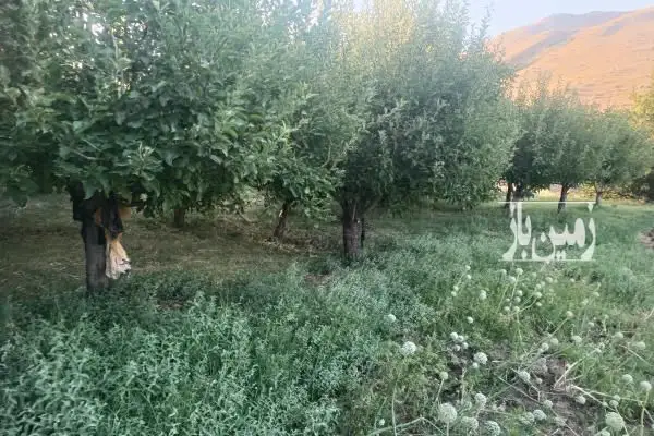 فروش باغ و زمین کشاورزی در آذربایجان غربی سردشت ۵ هکتار - تصویر 2