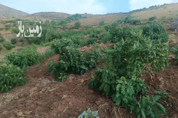 فروش باغ و زمین کشاورزی در آذربایجان غربی سردشت ۵ هکتار - تصویر 3