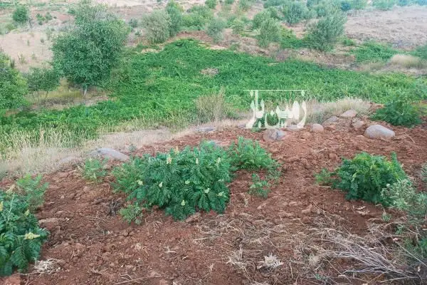فروش باغ و زمین کشاورزی در آذربایجان غربی سردشت ۵ هکتار - تصویر 4