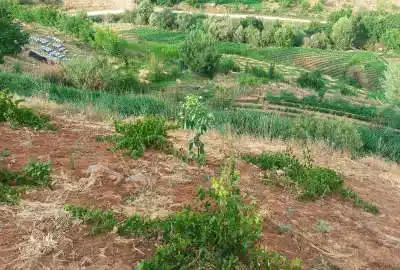 فروش باغ و زمین کشاورزی در آذربایجان غربی سردشت ۵ هکتار