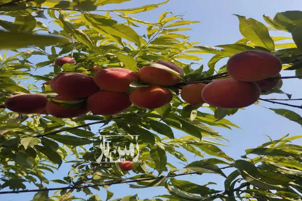 زمین مناسب خونه باغ گلخانه پرورش قارچ کارگاه ۳۳۰ متر - تصویر 2