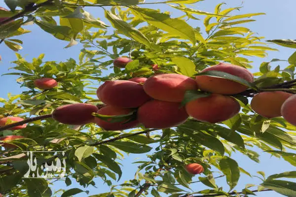 زمین مناسب خونه باغ گلخانه پرورش قارچ کارگاه ۳۳۰ متر - تصویر 3