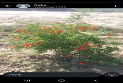 زمین به متراژ ۶۲۵ قابلیت تبدیل به باغچه و دارای نیم ساخته