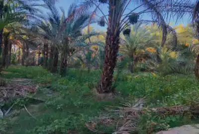 باغ نخل خرما با متراژ ۱۷۰۰ سند تک برگ و ۵۶ نخل ثمری