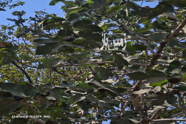 ۲۸۴ متر زمین در تهران به قیمت مناسب-2