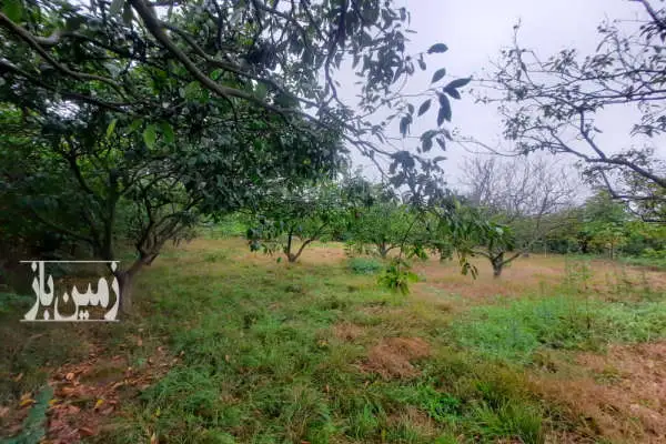 زمین ۱۵۶۰ متر در روستای قادیکلای قایمشهر - تصویر 3