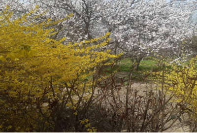 ۱۳۵۱۶ متر زمین باغی مشجر در فرخ اباد زیبا دشت