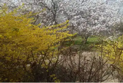 ۱۳۵۱۶ متر زمین باغی مشجر در فرخ اباد زیبا دشت