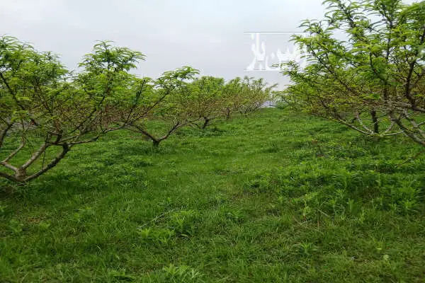 زمین ۲۵۰ متری کاملا تو بافت آب برق گاز چشم انداز فوق العاده داره - تصویر 3