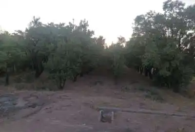 فروش زمین دو هکتار کشاورزی ١٢ساعت آب در موقعیت مناسب در یزد