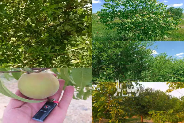 باغ ۴۰۰۰ متر کلش لوله کشی قطره ای شده - تصویر 2