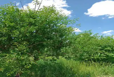 باغ ۴۰۰۰ متر کلش لوله کشی قطره ای شده
