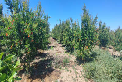 زمین باغی به مساحت دو هزار متر واقع در روستای شهید آباد
