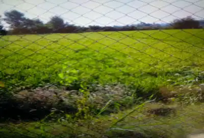 زمین کشاورزی باغی ۵۰ متر فاصله تا خیابان آسفالته