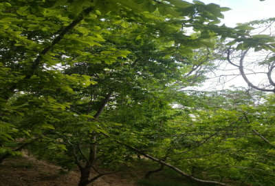 باغ گیلاس فروشی روستای بازخانه ۸۰۰ متر