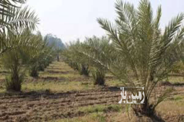 زمین کشاورزی به همراه نخلستان حاجی آباد روستایی-1