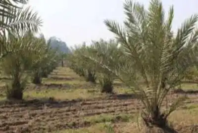 زمین کشاورزی به همراه نخلستان حاجی آباد روستایی
