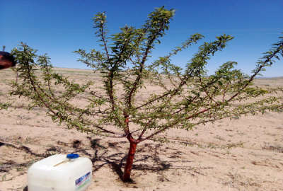 زمین کشاورزی دارای نهال بادام ۵ سال پیش