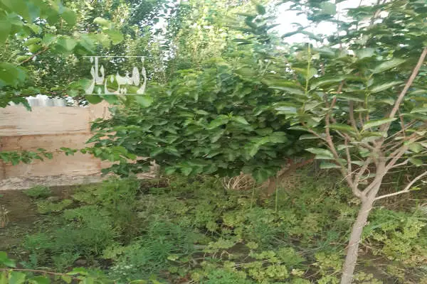 زمین( باغچه)مناسب سرمایه گذاری و استفاده - تصویر 3