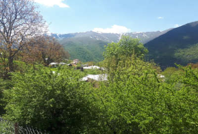 زمین باغی ۲۵۷ متر در روستای پلهم جان