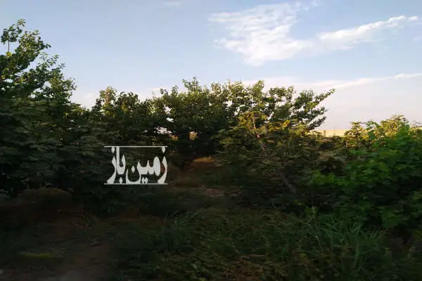 باغ پسته در انتهای خیابان بهرام مصیری (شهرک صنعتی خیراباد) - تصویر 3