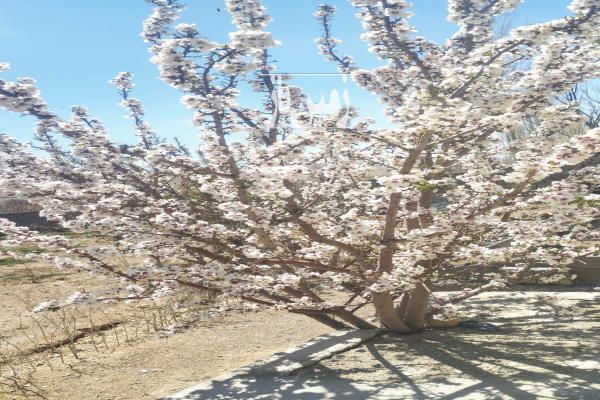 باغ در محله ورزن دارای چاه کشاورزی و برق و آب-2