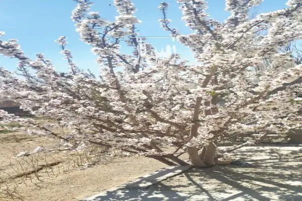 باغ در محله ورزن دارای چاه کشاورزی و برق و آب - تصویر 2