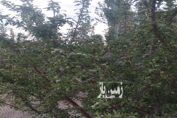 باغ در محله ورزن دارای چاه کشاورزی و برق و آب-3
