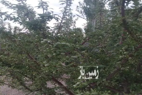 باغ در محله ورزن دارای چاه کشاورزی و برق و آب - تصویر 3