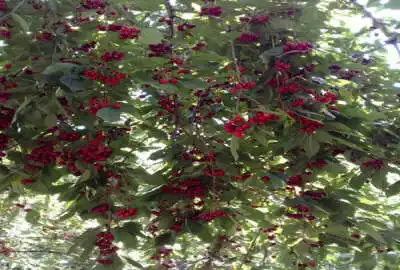 زمین دارای امکانات حومه بدل آباد در منطقه اسفالت