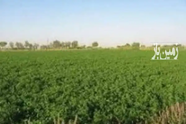 ۱۵ هکتار زمین کشاورزی همراه با یک دانگ و نیم چاه عمیق برقی - تصویر 3