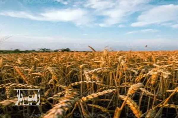 ۱۵ هکتار زمین کشاورزی همراه با یک دانگ و نیم چاه عمیق برقی - تصویر 4