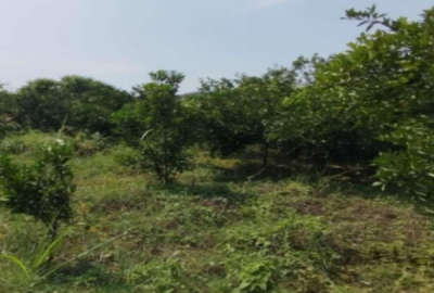 باغ مرکبات در روستای صنم جاده نظامی بر اصلی