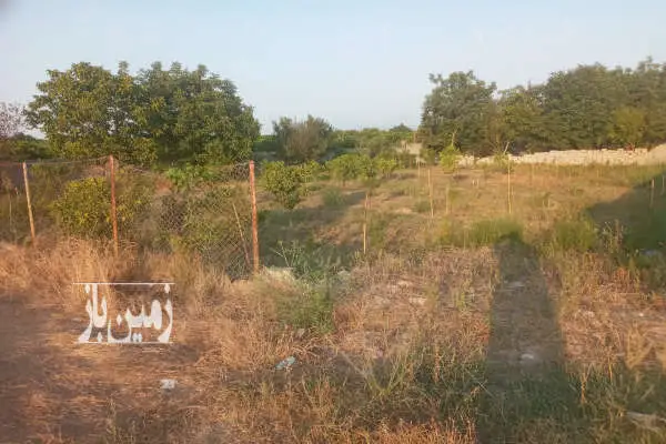 زمین باغ کشاورزی مناسب خانه سرا روستای معلم کلا - تصویر 3