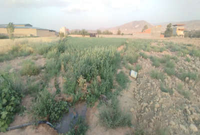 زمین کشاورزی در روستای خوش منظر