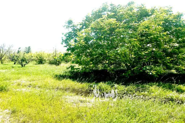 باغ کشاورزی در روستای فولاد محله با ۳۰۰ اصله درخت مختلف - تصویر 2